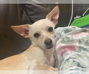 Maltese-Unknown Mix Dogs for adoption in Escondido, CA, USA