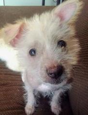 Mutt Dogs for adoption in Bellbrook, OH, USA