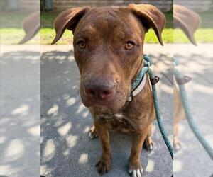 American Pit Bull Terrier Dogs for adoption in Woodland, CA, USA