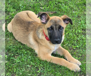 German Shepherd Dog-Unknown Mix Dogs for adoption in Brooklyn Center, MN, USA