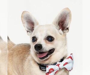 Chihuahua Dogs for adoption in Santa Barbara, CA, USA