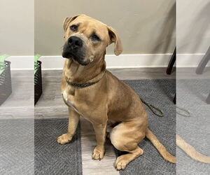 American Pit Bull Terrier Dogs for adoption in Emmett, ID, USA