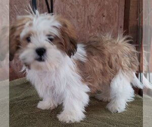 Lhasa Apso Dogs for adoption in Mountain View, MO, USA