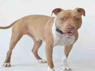 American Pit Bull Terrier Dogs for adoption in Jackson, CA, USA