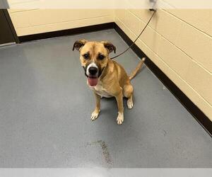 Shepradors Dogs for adoption in Denver, CO, USA