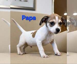 Jack Chi Dogs for adoption in Pompano Beach , FL, USA