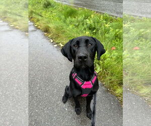 Labrador Retriever Dogs for adoption in Anchorage, AK, USA