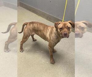 Mutt Dogs for adoption in Las Vegas, NV, USA