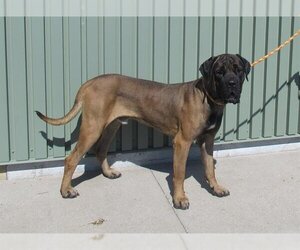 Mastiff Dogs for adoption in Louisville, KY, USA