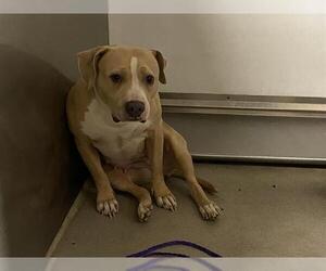 American Pit Bull Terrier-Unknown Mix Dogs for adoption in Modesto, CA, USA