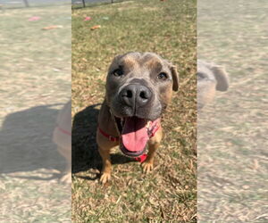 Border Collie-Unknown Mix Dogs for adoption in Sykesville, MD, USA