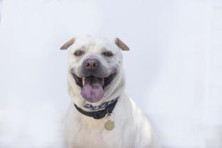 Chinese Shar-Pei-Labrador Retriever Mix Dogs for adoption in Mountain Home, AR, USA