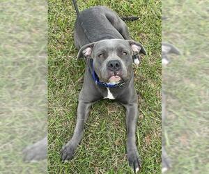 American Staffordshire Terrier Dogs for adoption in Fort Lauderdale, FL, USA