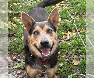 German Shepherd Dog-Unknown Mix Dogs for adoption in Rustburg, VA, USA