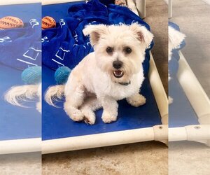 Maltese-Unknown Mix Dogs for adoption in Santa Clarita, CA, USA