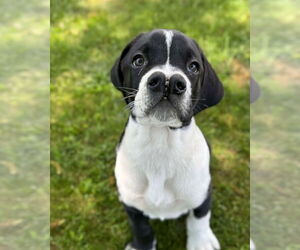 Boxador Dogs for adoption in Costa Mesa , CA, USA