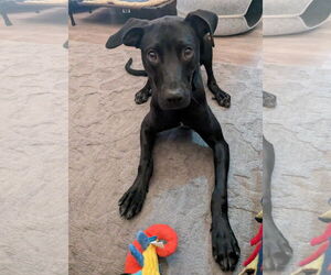 Labrador Retriever-Unknown Mix Dogs for adoption in Sandy, UT, USA