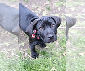 Mastiff-Unknown Mix Dogs for adoption in Wakefield, RI, USA