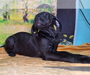 Labrador Retriever-Unknown Mix Dogs for adoption in Wetumpka, AL, USA