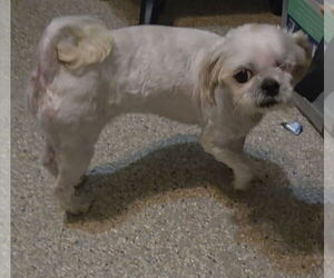 Shih Tzu Dogs for adoption in Spring, TX, USA