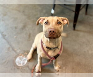 Black Mouth Cur Dogs for adoption in Tavares, FL, USA