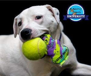 Bullmatian Dogs for adoption in Kennesaw, GA, USA