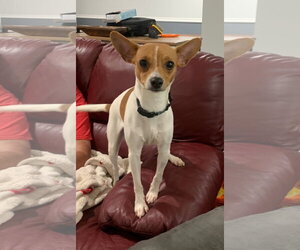 Rat Terrier-Unknown Mix Dogs for adoption in Westminster, MD, USA