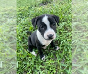 Shepradors Dogs for adoption in Royal Palm Beach, FL, USA