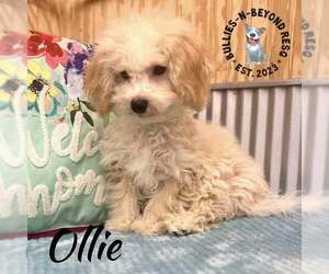 Maltese-Unknown Mix Dogs for adoption in Omaha, NE, USA