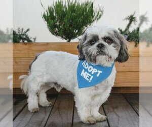 Shih Tzu Dogs for adoption in Pacific Grove, CA, USA