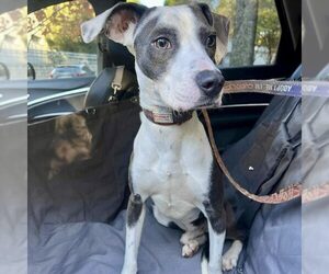 Medium Photo #1 Mutt Puppy For Sale in Spring Lake, NC, USA