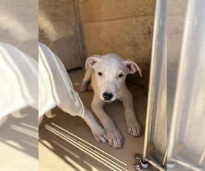 Mutt Dogs for adoption in Oklahoma City, OK, USA