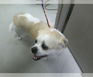 Chug Dogs for adoption in Sanford, FL, USA