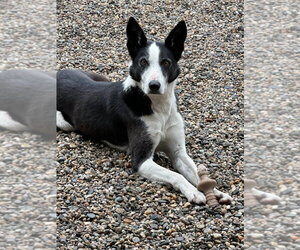 Border Collie Dogs for adoption in Emmett, ID, USA