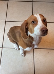 Beagle Dogs for adoption in Mobile, AL, USA