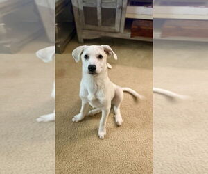 Mutt Dogs for adoption in Candler, NC, USA