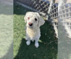 Poodle (Miniature)-Unknown Mix Dogs for adoption in Chula Vista, CA, USA