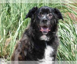Border-Aussie Dogs for adoption in Aurora, CO, USA