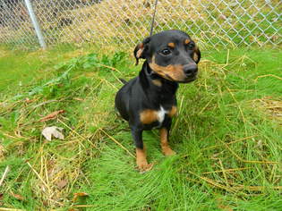 Dachshund Dogs for adoption in Randleman, NC, USA