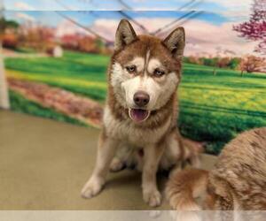 Siberian Husky-Unknown Mix Dogs for adoption in Moreno Valley, CA, USA
