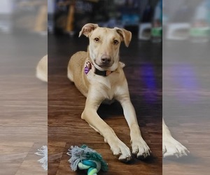 American Pit Bull Terrier-Labrador Retriever Mix Dogs for adoption in Minneapolis, MN, USA