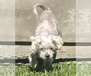 Poodle (Miniature)-Unknown Mix Dogs for adoption in Corona, CA, USA