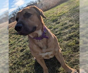 Labrador Retriever-Unknown Mix Dogs for adoption in Kewanee, IL, USA