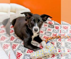 Border Collie-Unknown Mix Dogs for adoption in Frisco, CO, USA