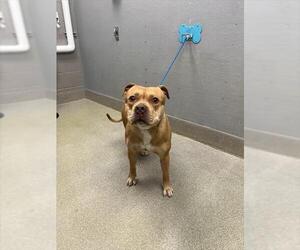 Mutt Dogs for adoption in Las Vegas, NV, USA