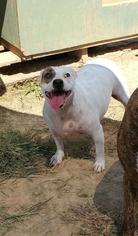 Jack Russell Terrier Dogs for adoption in Warwick, RI, USA
