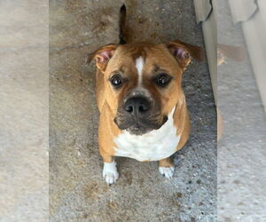 American Pit Bull Terrier-Unknown Mix Dogs for adoption in Oak Bluffs, MA, USA