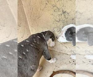 Mutt Dogs for adoption in Oklahoma City, OK, USA