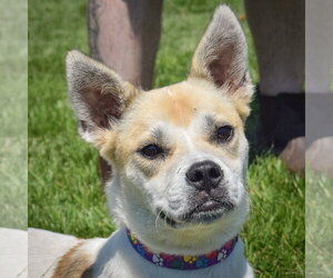 Boxer-Jack Russell Terrier Mix Dogs for adoption in Huntley, IL, USA
