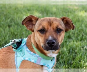 Chi-Corgi Dogs for adoption in Albuquerque, NM, USA
